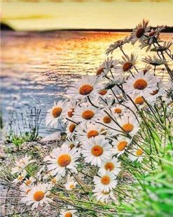 Daisy Field on Lakeside - Flowers Paint By Number