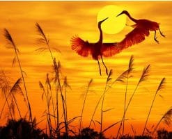 Cranes at Dawn - Birds Paint By Number