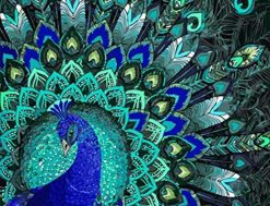 Shapely Peacock - Birds Paint By Number