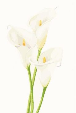 Calla Lily -  Flowers Paint By Number