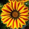Gazania Flower - Flowers Paint By Number