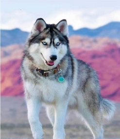 Siberian Dog Husky - Animals Paint By Number