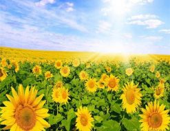 Field of Sunflowers -  Flowers Paint By Number