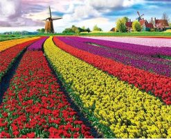 Tulip Growers  - Landscape Paint By Number