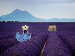 Woman in Lavender Field  - People Paint By Number