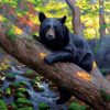 Black Bear - Animals Paint By Number