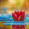 Lotus In The Water Paint By numbers