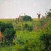 Murchison Falls National Park Uganda Africa Paint by numbers