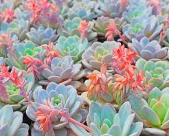 Succulent Plant Paint by numbers