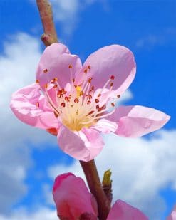 Pink Cherry Blossom Flower Paint by numbers