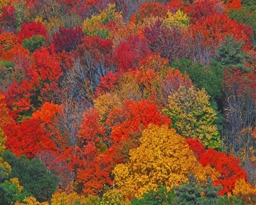 Colorful Trees Paint by numbers