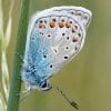 Blue Butterfly Paint By numbers