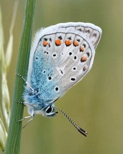 Blue Butterfly Paint By numbers