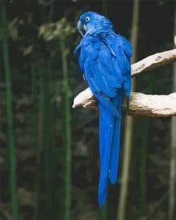 Blue parrot adult paint by number