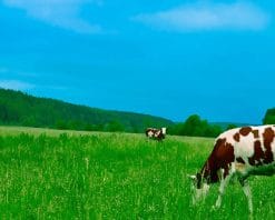 Cow in the farm Paint by number