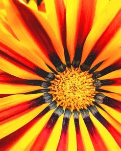 Gazania big kiss yellow adult paint by number