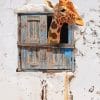 Giraffe Looking Through Window