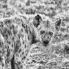 Hyenas black and white adult paint by numbers