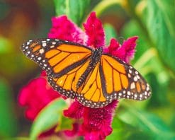 Monarch Butterfly adult paint by numbers