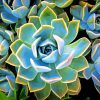 Plante Succulente Paint by number