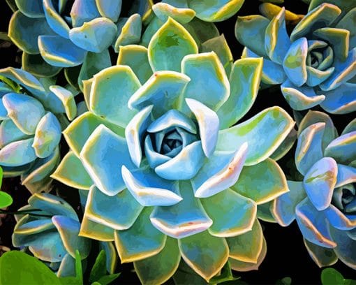 Plante Succulente Paint by number