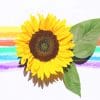 Rainbow sunflower adult paint by numbers