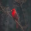 Red Cardina bird adult paint by numbers