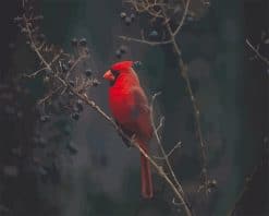 Red Cardina bird adult paint by numbers