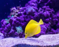 Tropical yellow fish adult paint by number