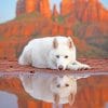 White German shepherd in water adult paint by numbers