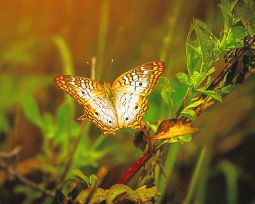 Yellow butterfly photography adult paint by numbers