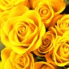 Yellow roses adult paint by number