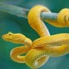 Yellow snake on branch adult paint by numbers