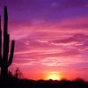 Beautiful Cactus Sunset paint by number