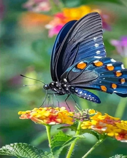 Black And Orange Butterfly paint by number