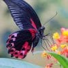 Black And Red Butterfly paint by number