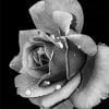 Black and White Rose NEW paint by number