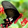 Black Magnificent Butterfly paint by number