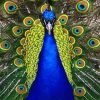 Blue Golden Peacock Bird NEW paint by number