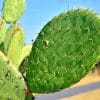 Close Up Cactus paint by number