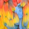 Colorful Bird Feather paint by number