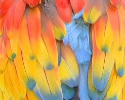 Colorful Bird Feather paint by number