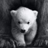 Cute Little White Bear