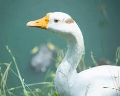 Cute white Duck Paint by number