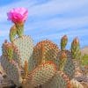 Death Valley Cactus paint by number