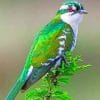 Diederik Cuckoo Bird paint by number