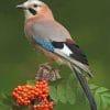 Eurasian Jay Bird paint by number