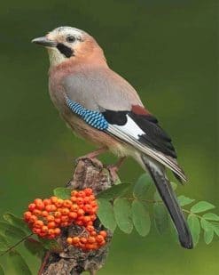 Eurasian Jay Bird paint by number