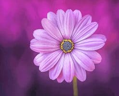 Purple Flower