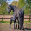 Friesian Horses paint by number